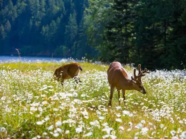 Olympic National Park, WA